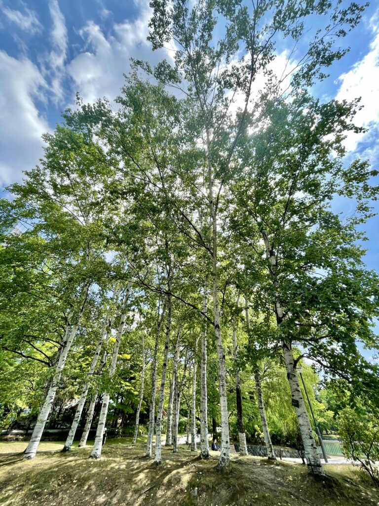 中島公園の白樺の木